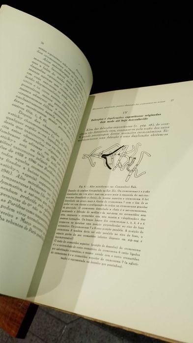 Movimento, Aglutinação, Pontes e distensão dos Cromosomas na Mitose