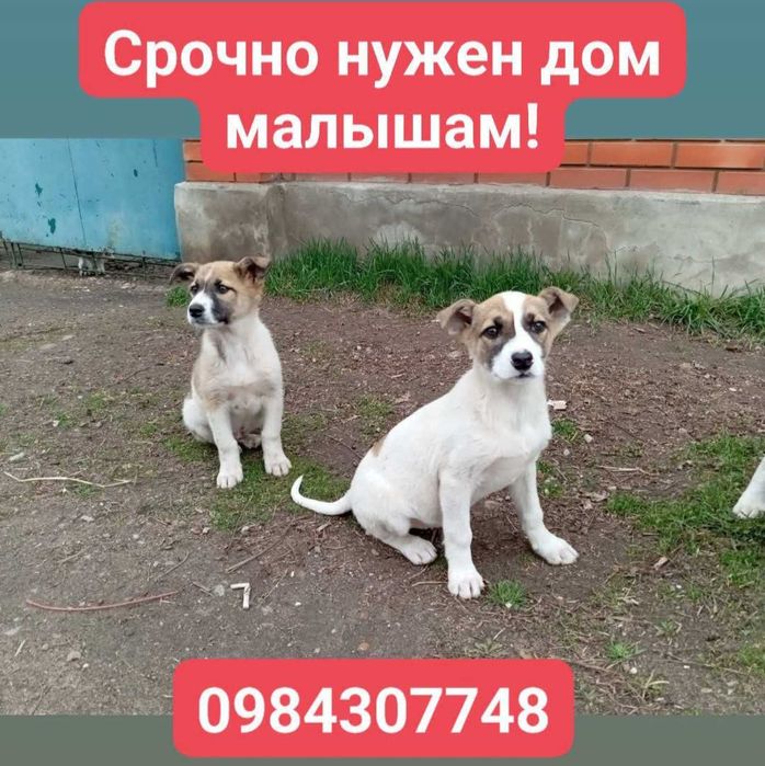 срочно ищут дом замечательные щенки!