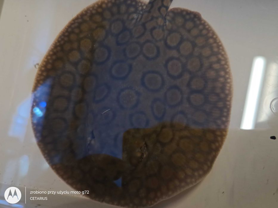 Płaszczka plamista  (Potamotrygon motoro) . Cetarius