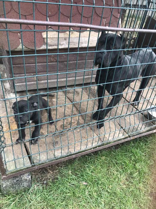 Кане Корсо дівчинка 2,5 місяців