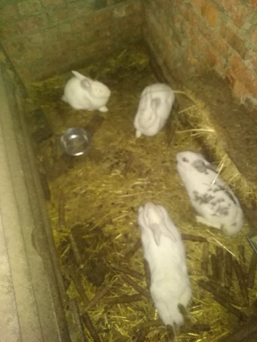 Молоді кролички,молоді мами