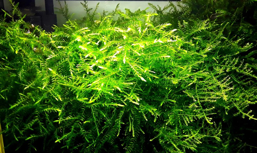 Rośliny, Mech, Pelia, Kryptokoryna, Anubias