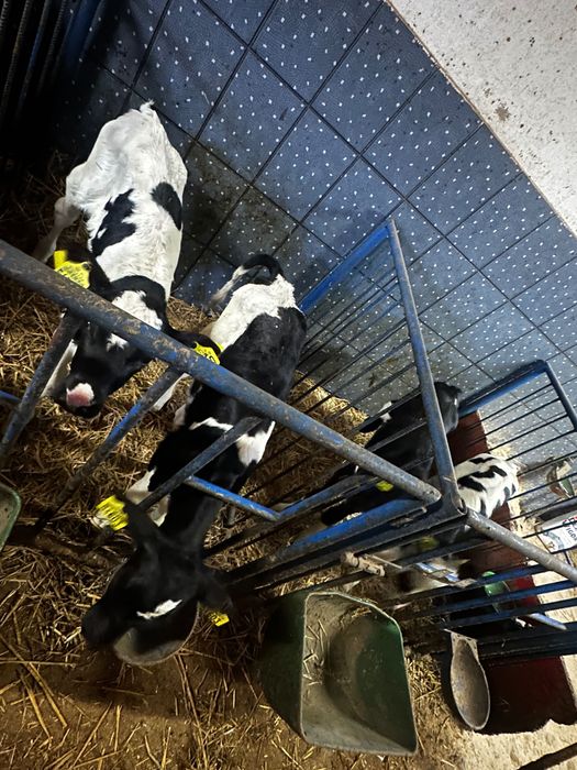 Jałoszki hodowlane HF