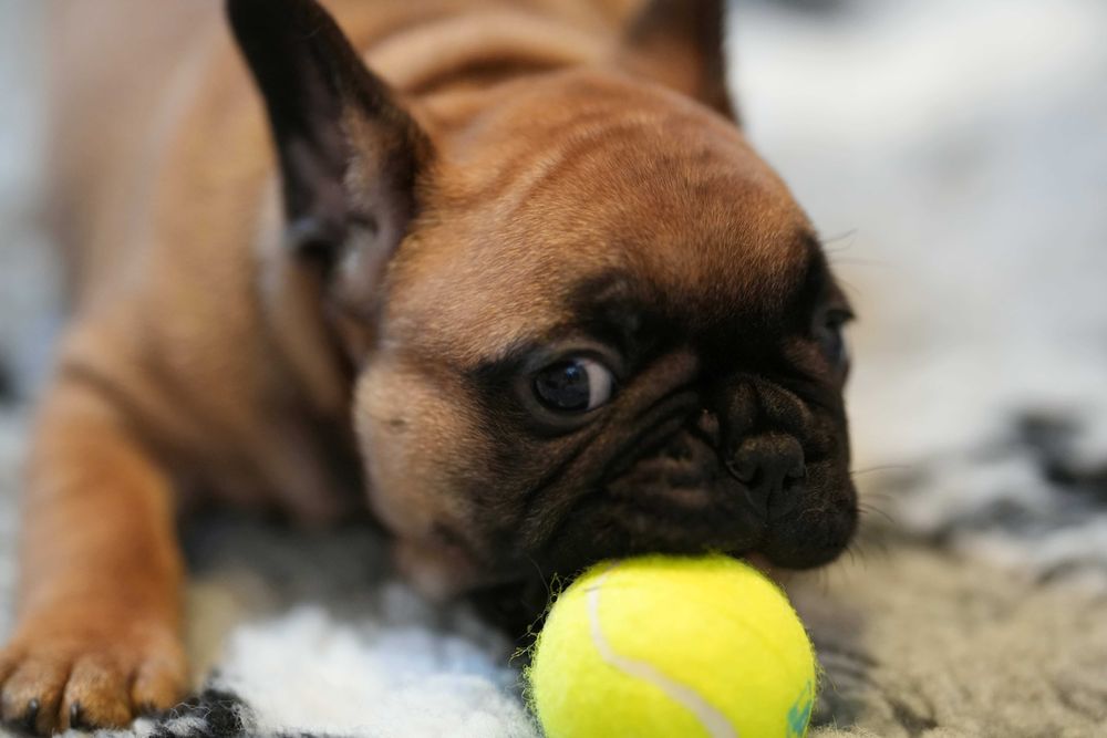 Buldog francuski ZKWP/FCI piesek po championach