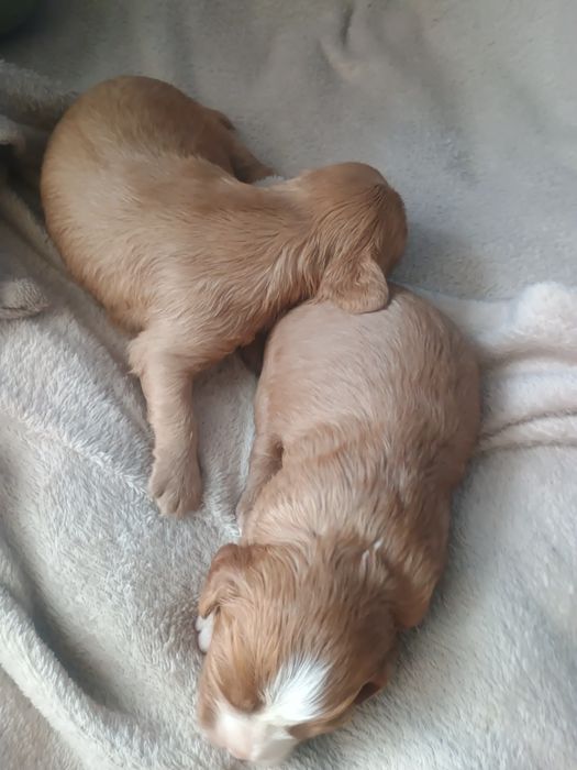 Cavalier King Charles Spaniel, cavapoo F1b