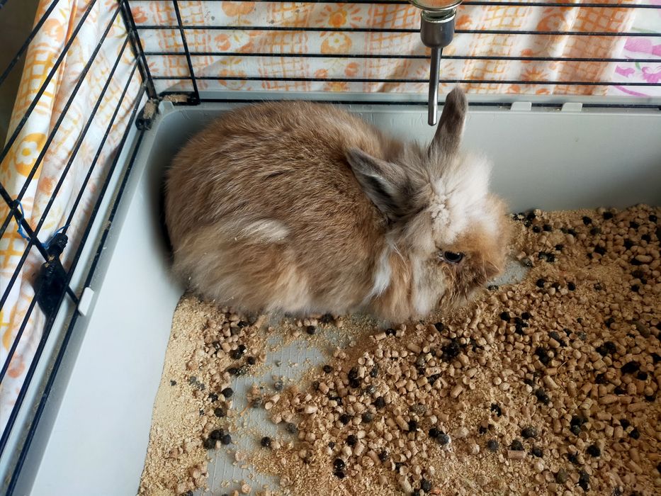 Кролик львиноголовый