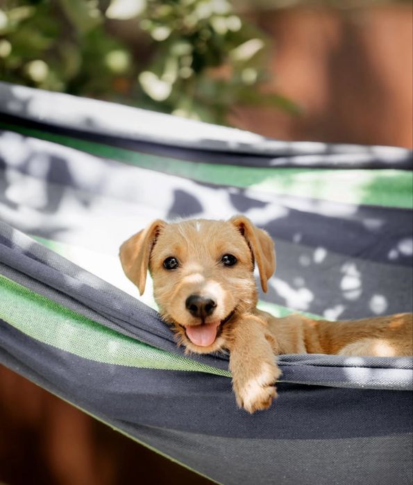 Цуценята безкоштовно