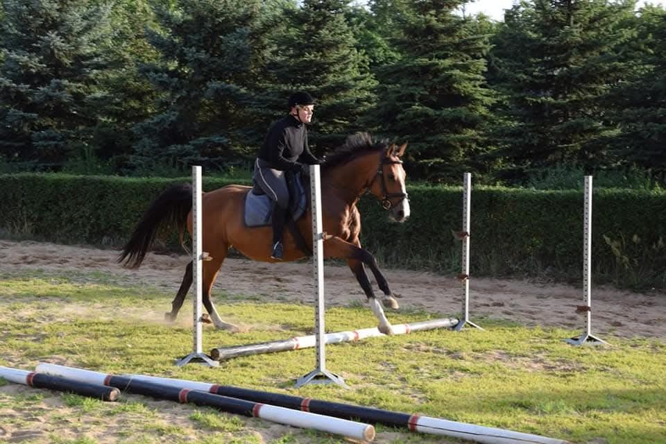 Klacz sp na sprzedaż