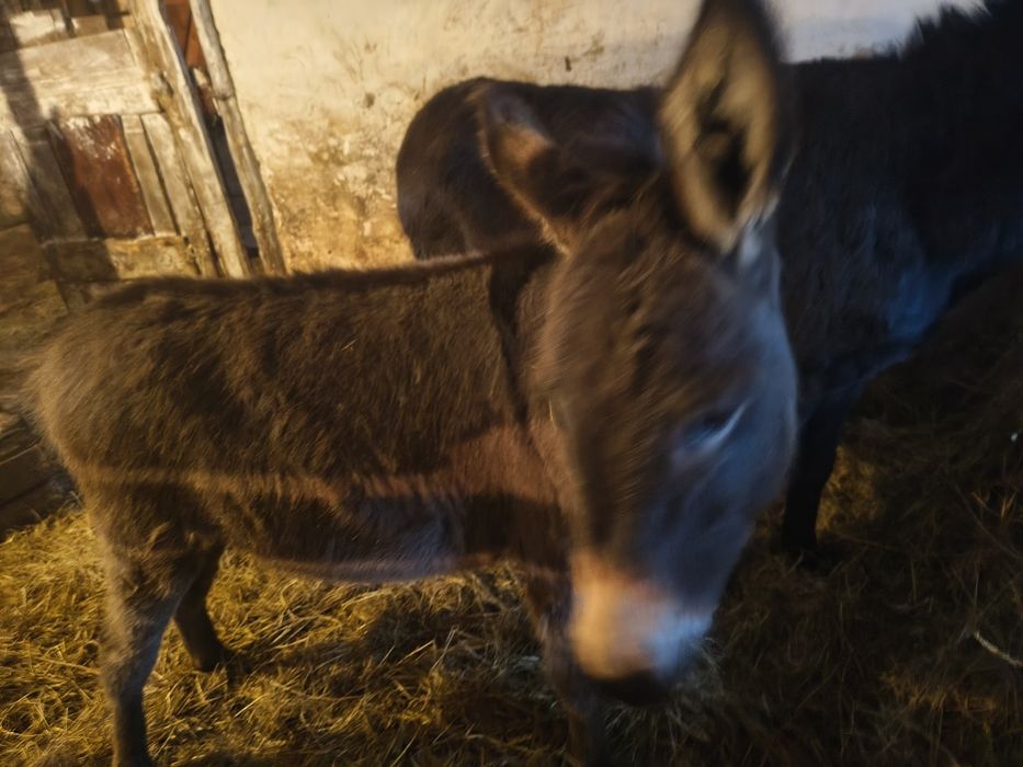 Sprzedam  osiołki polskie