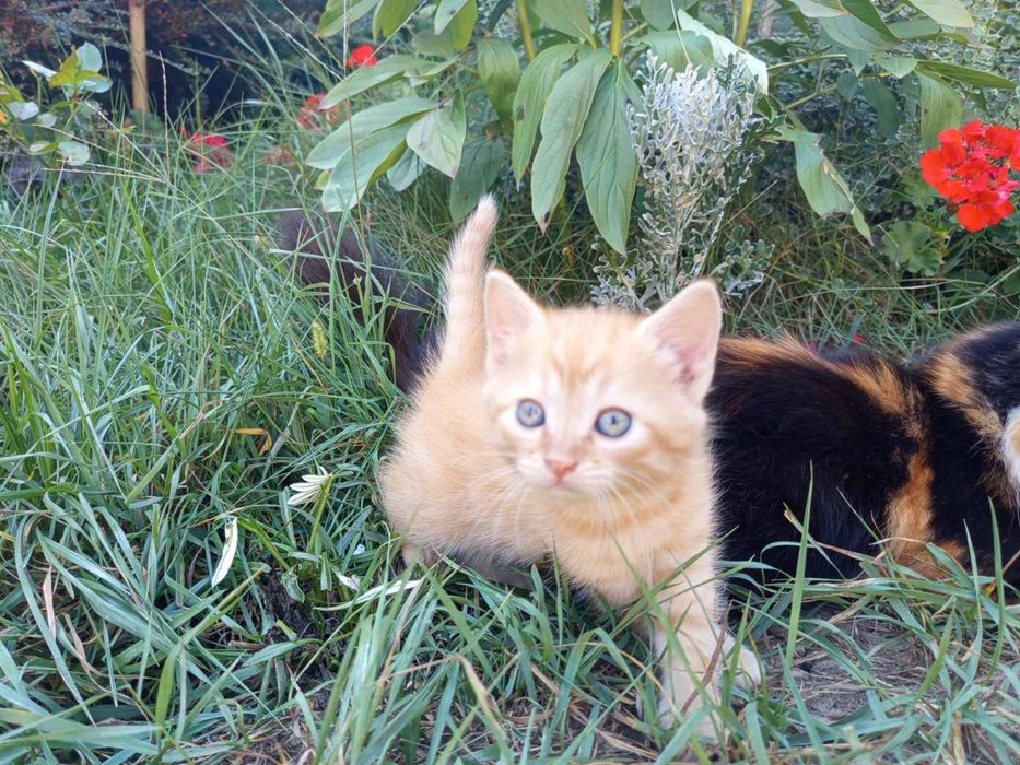 Котенята в хороші руки