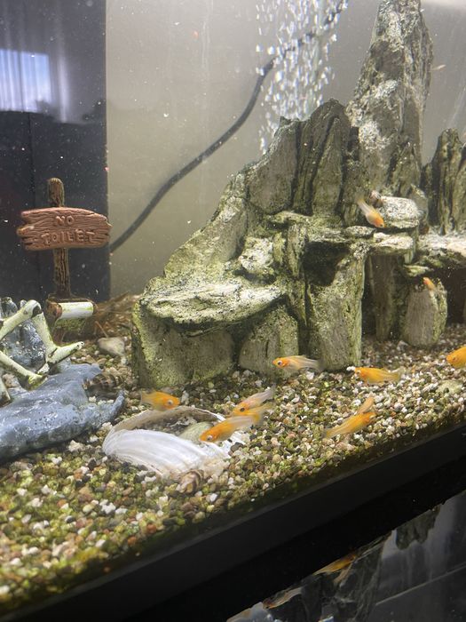 Molly adultos e juvenis