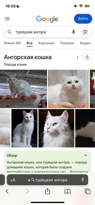 Віддам породистых кошенят , терміново