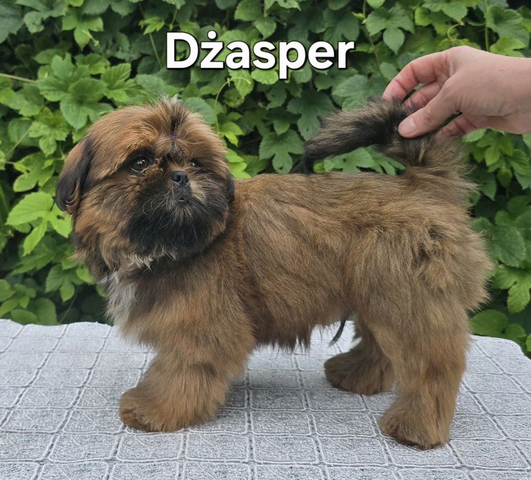 Piesek Shih tzu ZKWP