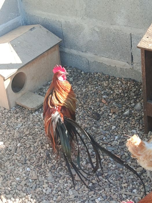 Vendo casal de fenix