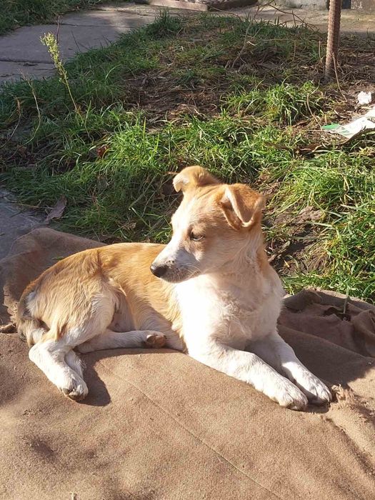 В добрі руки собачат 4 місяці