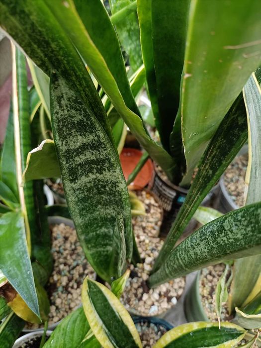 сансевиерия санрайз