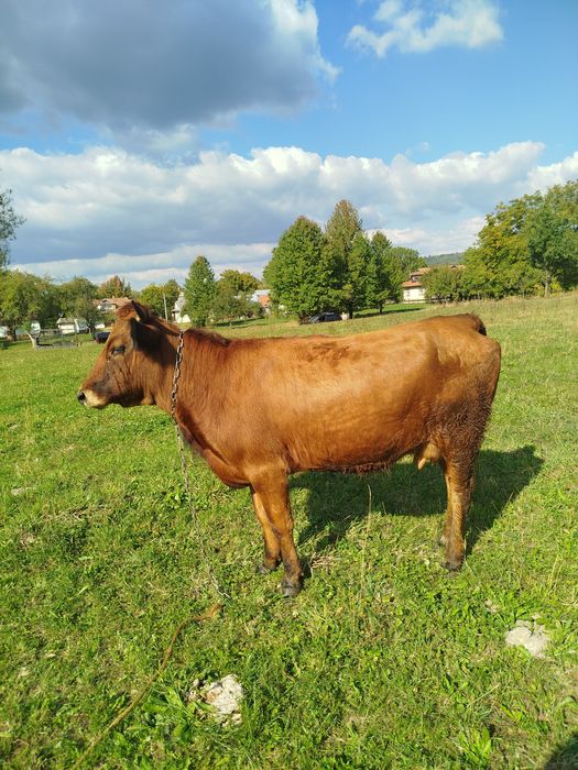 Продам корову пануся