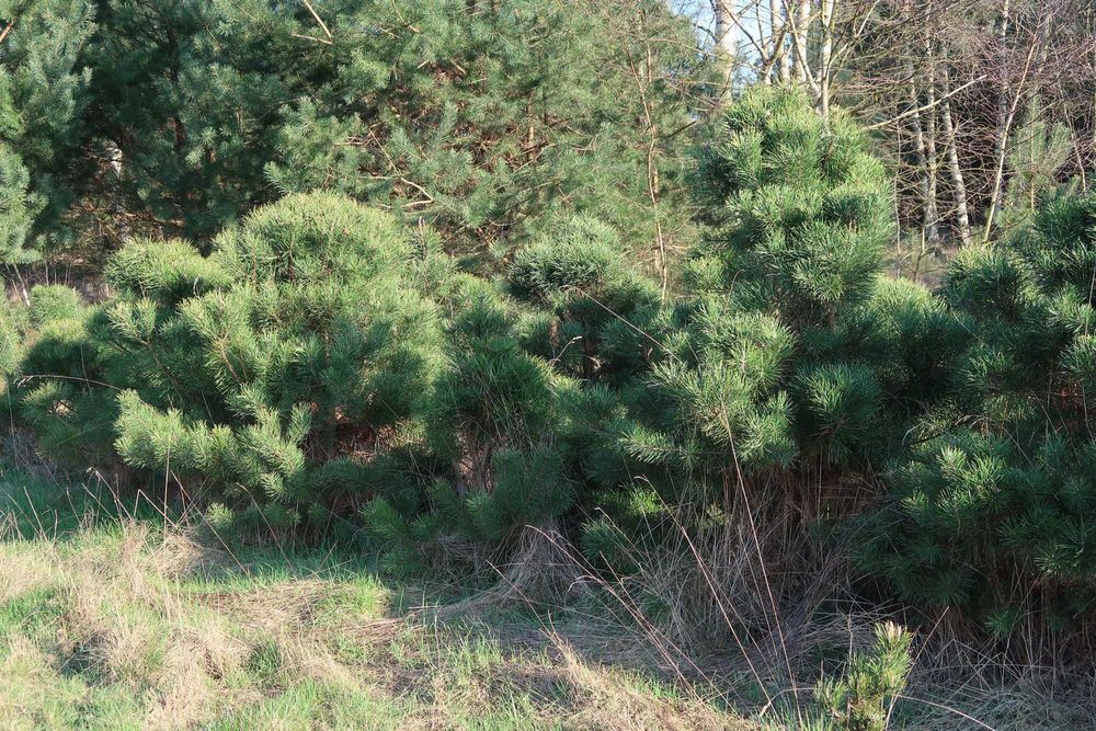Sosny przycinane, gęste do ogródka, na działkę
