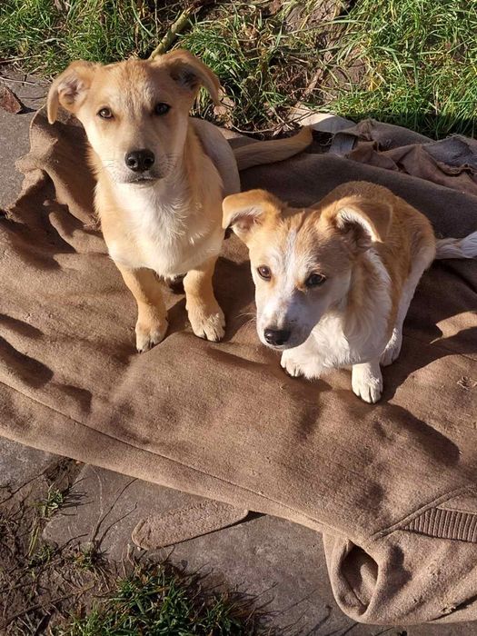 В добрі руки собачат 4 місяці