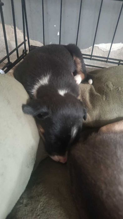 Cãeszinhos bebés para adoção responsável