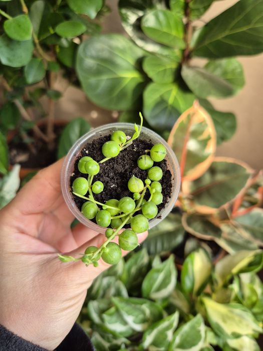 Кімнатні рослини фікус, традесканція, епіпремнум,драцена,циропегія