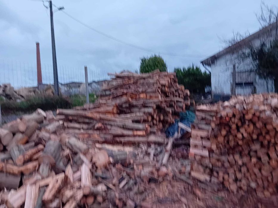 Lenha seca eucalipto