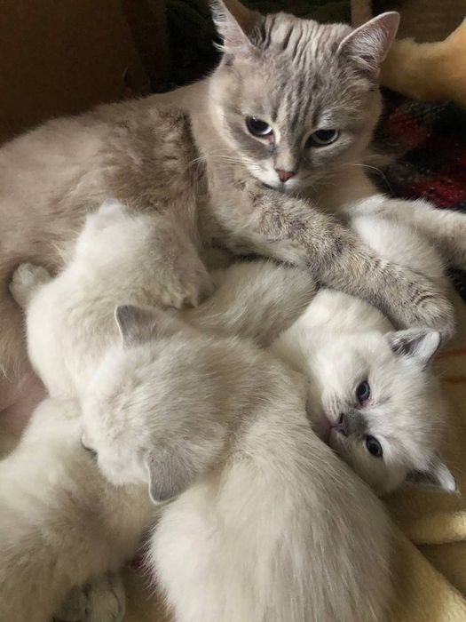 Кот МАРСЕЛЬ! Неметящая линия!!!