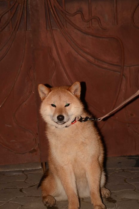 Така ціна лише для жінок. Дівчинка шиба-ину. Лагідна, як весна.