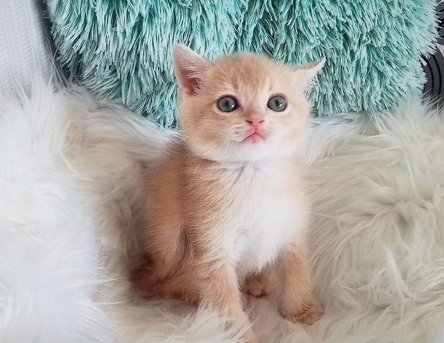 Золота, лілова шиншилла, чудовий хлопчик
