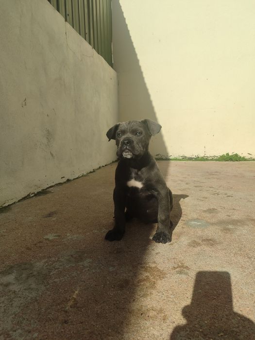 Cane Corso com lop e afixo
