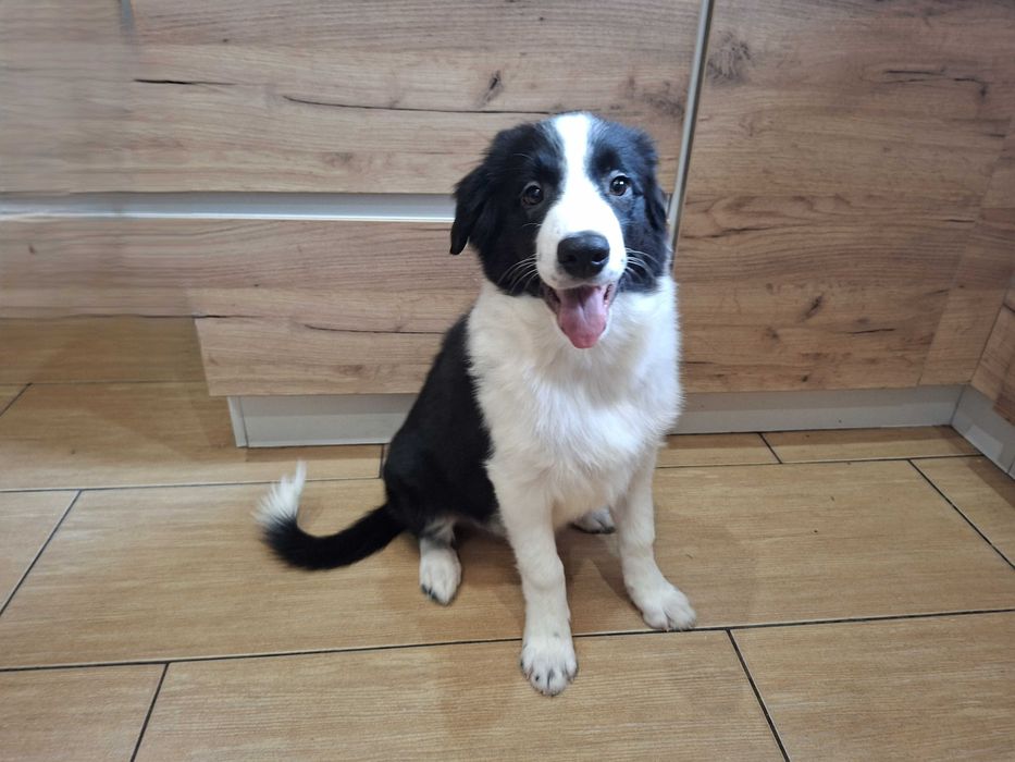 Border Collie piesek czarno -biały szczeniak wyjątkowy