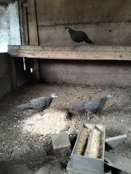 Witam mam do sprzedania kury bażanta wieloszpony szarego z roku 25