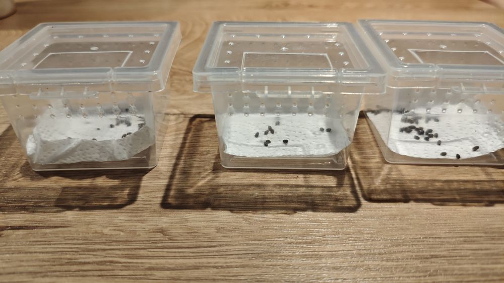 Patyczak rogaty jaja.