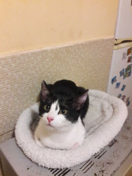 Солодке кошеня, стерилізована киця