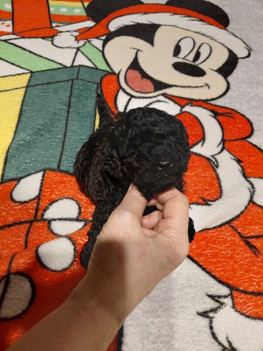 Pudel toy - piesek czarny