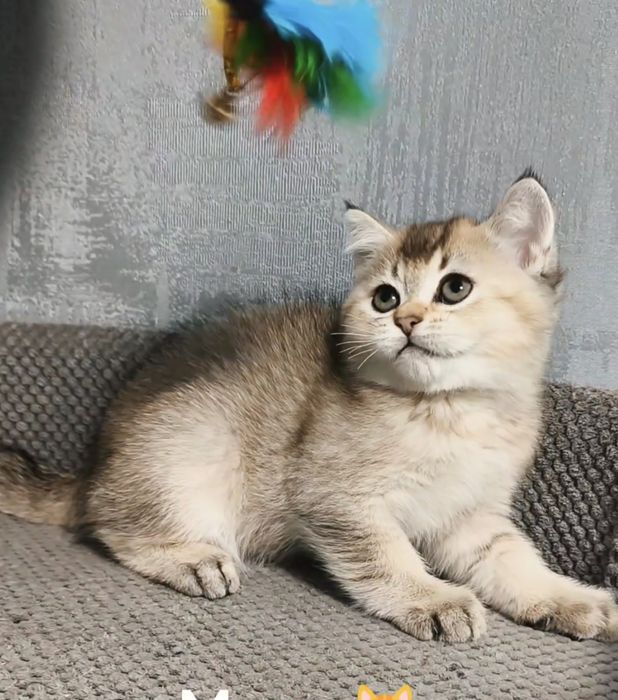 Золота шиншила. Котята кошенята котики