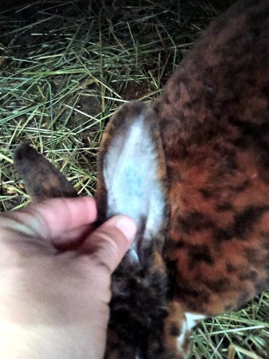 Sprzedam młode króliki gepard trojbarwny