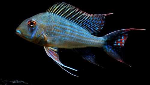 Ziemiojad altifrons RIO BRANCO - Geophagus - dowozimy, wysyłamy