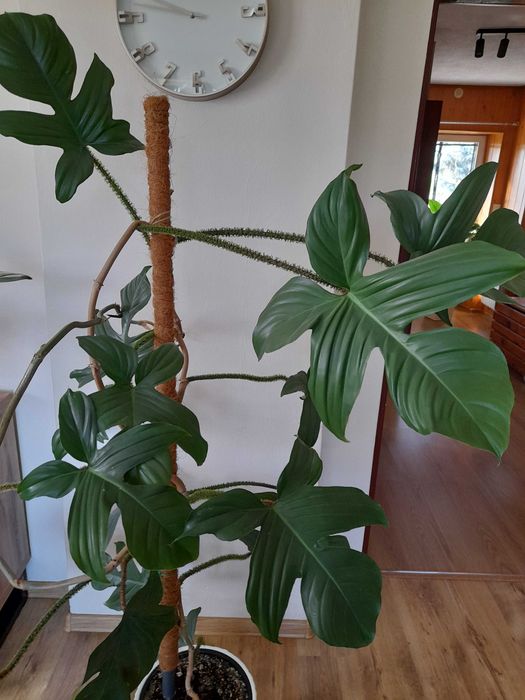 filodendron squamiferum