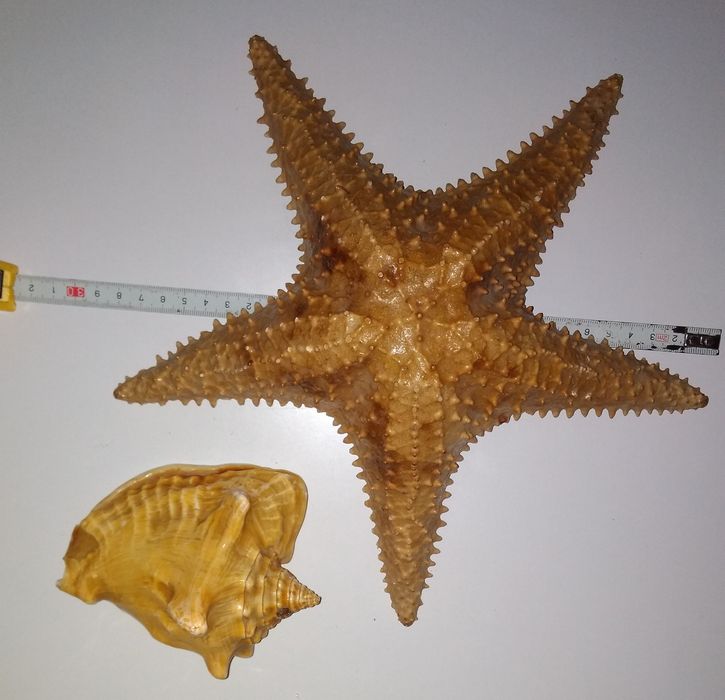 Морская звезда 28-29 см.  и ракушка.