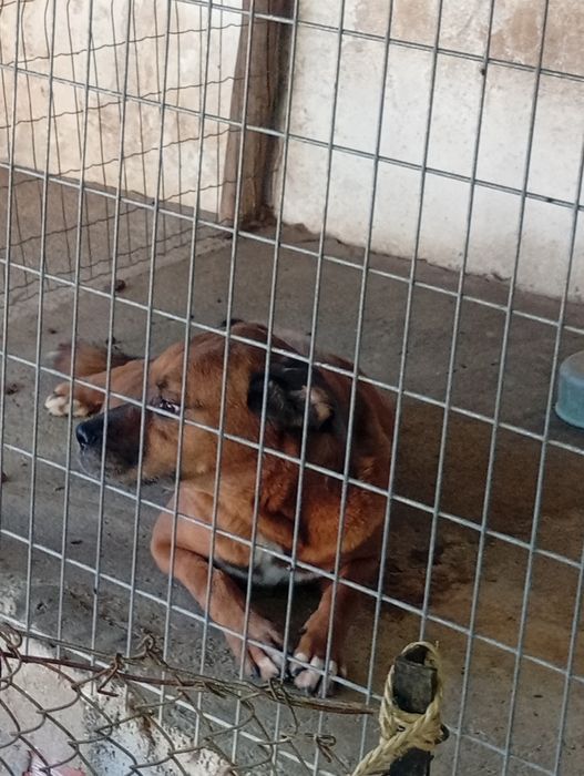Cão boxer-labrador