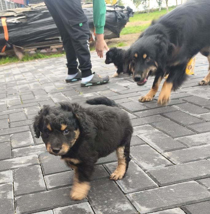 Piesek  na wydanie