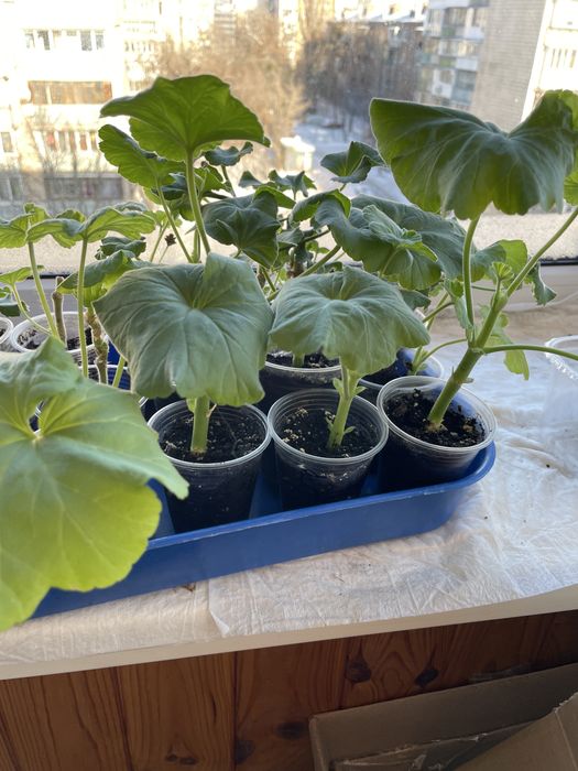 Пеларгонія рожева