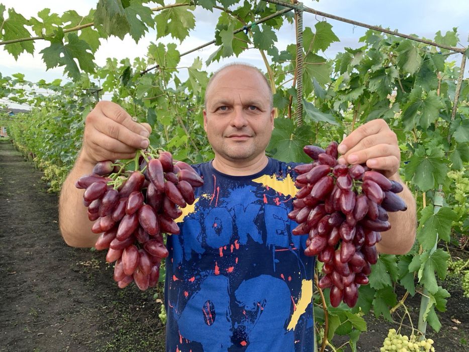 Саджанці  ВИНОГРАДУ 450 сортів ! 50 сортів ІНЖИРУ  !