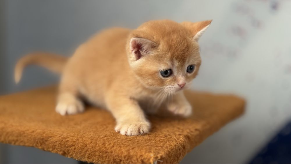 Котята голоба шиншилла, срібна, рижий