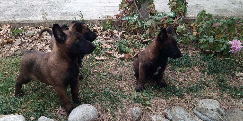Щенки малинуа бельгийская овчарка! Питомник предлагает супер щеночков
