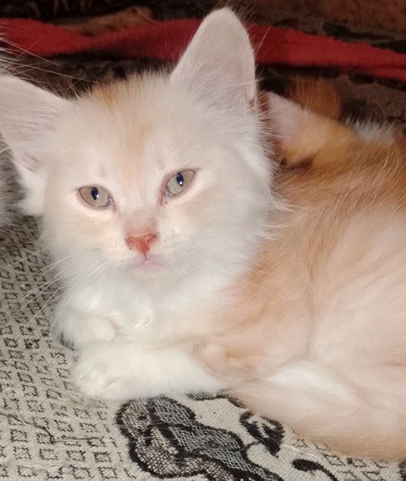 Отдам котят в хорошие руки