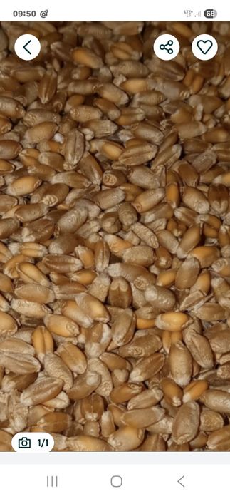 Pszenica ozima pasza