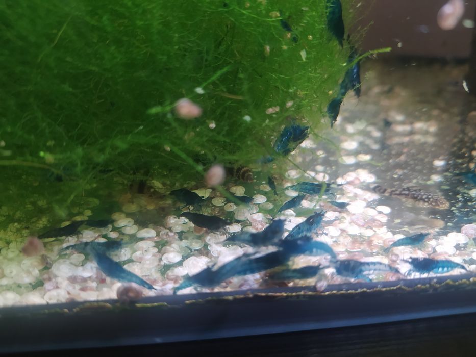 Krewetki neocaridinia blue velvet