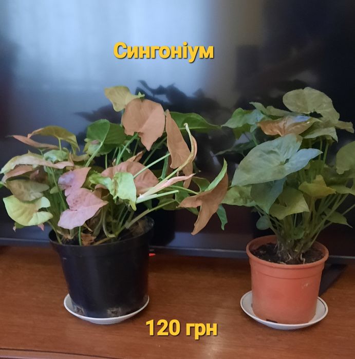 Шефлера,драцена,сингоніум,драцени різні